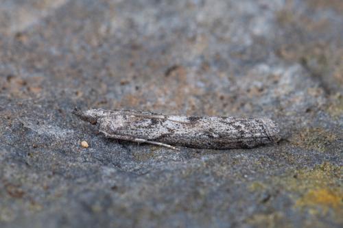 Réf. 226 284 : Dioryctria pineae